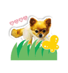 momo-chan！！！（個別スタンプ：1）