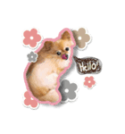 momo-chan！！！（個別スタンプ：3）