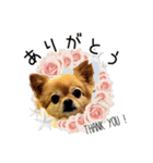 momo-chan！！！（個別スタンプ：4）