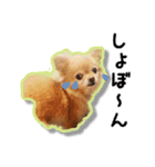 momo-chan！！！（個別スタンプ：11）