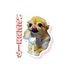 momo-chan！！！（個別スタンプ：16）