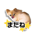 momo-chan！！！（個別スタンプ：22）