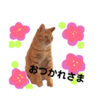 茶トラ＆茶白4兄弟のスタンプVer3（個別スタンプ：6）