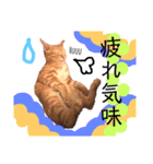 茶トラ＆茶白4兄弟のスタンプVer3（個別スタンプ：8）