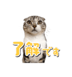 こたろう   社会人が日常で使えるシリーズ（個別スタンプ：1）