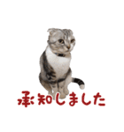 こたろう   社会人が日常で使えるシリーズ（個別スタンプ：2）
