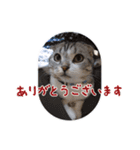 こたろう   社会人が日常で使えるシリーズ（個別スタンプ：3）