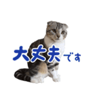 こたろう   社会人が日常で使えるシリーズ（個別スタンプ：6）
