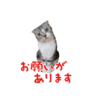 こたろう   社会人が日常で使えるシリーズ（個別スタンプ：8）