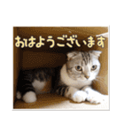 こたろう   社会人が日常で使えるシリーズ（個別スタンプ：9）