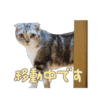 こたろう   社会人が日常で使えるシリーズ（個別スタンプ：12）
