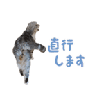 こたろう   社会人が日常で使えるシリーズ（個別スタンプ：13）