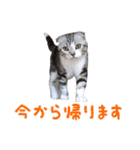 こたろう   社会人が日常で使えるシリーズ（個別スタンプ：15）