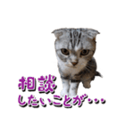 こたろう   社会人が日常で使えるシリーズ（個別スタンプ：17）