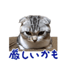 こたろう   社会人が日常で使えるシリーズ（個別スタンプ：21）