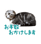 こたろう   社会人が日常で使えるシリーズ（個別スタンプ：22）