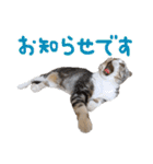 こたろう   社会人が日常で使えるシリーズ（個別スタンプ：33）