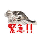こたろう   社会人が日常で使えるシリーズ（個別スタンプ：34）