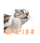 こたろう   社会人が日常で使えるシリーズ（個別スタンプ：37）