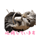 こたろう   社会人が日常で使えるシリーズ（個別スタンプ：39）