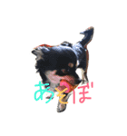 犬のてんてん（個別スタンプ：1）