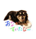 犬のてんてん（個別スタンプ：3）