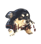 犬のてんてん（個別スタンプ：5）