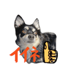 犬のてんてん（個別スタンプ：7）