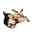 犬のてんてん（個別スタンプ：8）