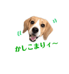 ビーグル犬BECK③（個別スタンプ：1）
