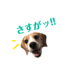 ビーグル犬BECK③（個別スタンプ：2）