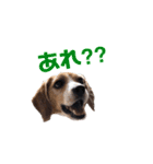 ビーグル犬BECK③（個別スタンプ：3）