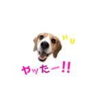 ビーグル犬BECK③（個別スタンプ：4）