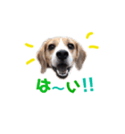 ビーグル犬BECK③（個別スタンプ：5）