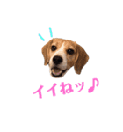 ビーグル犬BECK③（個別スタンプ：6）