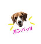 ビーグル犬BECK③（個別スタンプ：7）
