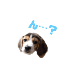 ビーグル犬BECK③（個別スタンプ：8）
