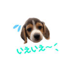 ビーグル犬BECK③（個別スタンプ：9）