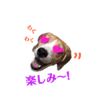 ビーグル犬BECK③（個別スタンプ：10）