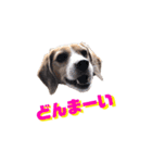 ビーグル犬BECK③（個別スタンプ：11）