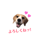 ビーグル犬BECK③（個別スタンプ：12）