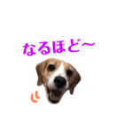 ビーグル犬BECK③（個別スタンプ：13）