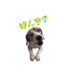 ビーグル犬BECK③（個別スタンプ：14）