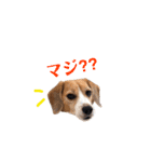 ビーグル犬BECK③（個別スタンプ：15）