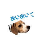 ビーグル犬BECK③（個別スタンプ：16）