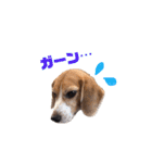 ビーグル犬BECK③（個別スタンプ：17）