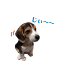 ビーグル犬BECK③（個別スタンプ：18）
