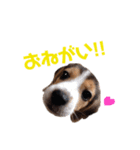 ビーグル犬BECK③（個別スタンプ：19）