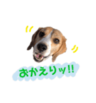 ビーグル犬BECK③（個別スタンプ：21）