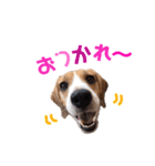 ビーグル犬BECK③（個別スタンプ：22）